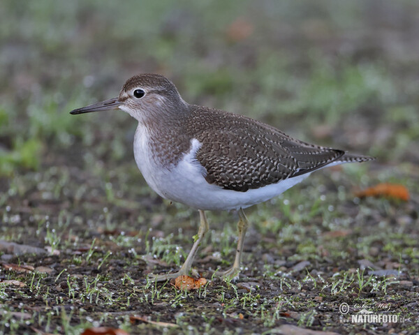 Kalužiak malý (Actitis hypoleucos)