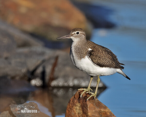 Kalužiak malý (Actitis hypoleucos)