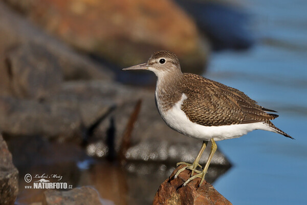 Kalužiak malý (Actitis hypoleucos)