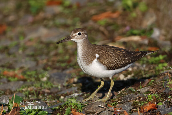 Kalužiak malý (Actitis hypoleucos)