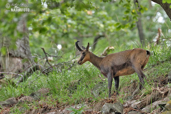 Kamzík horský (Rupicapra rupicapra)