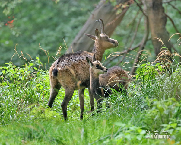 Kamzík horský (Rupicapra rupicapra)