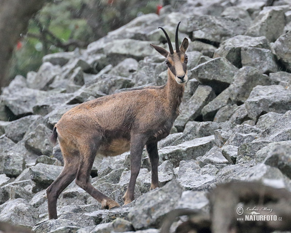 Kamzík horský (Rupicapra rupicapra)