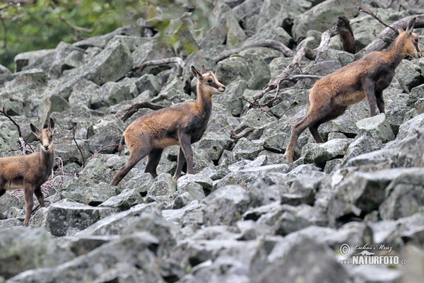 Kamzík horský (Rupicapra rupicapra)