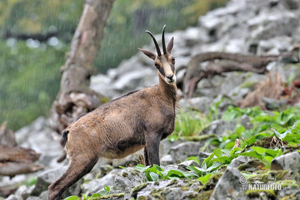 Kamzík vrchovský (Rupicapra rupicapra)