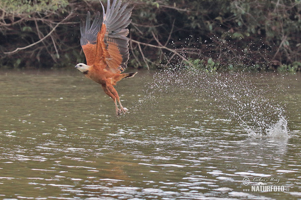 Káně černohrdlá (Busarellus nigricollis)