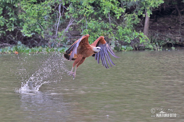 Káně černohrdlá (Busarellus nigricollis)