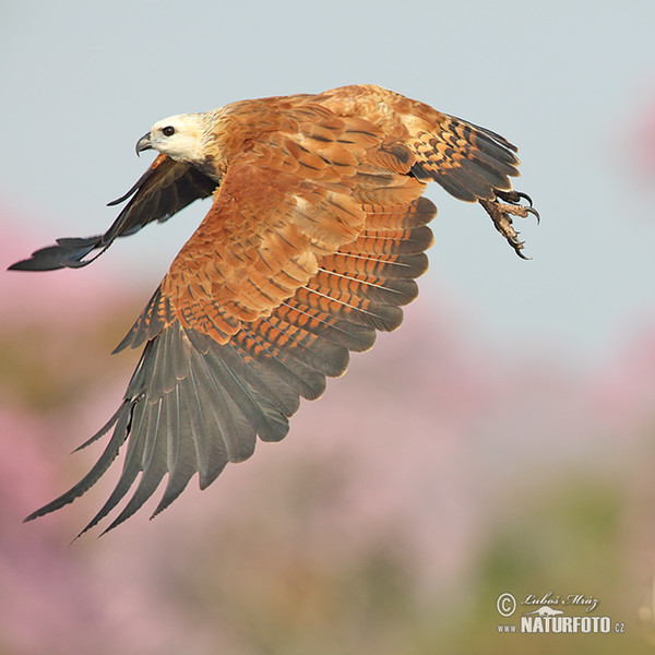 Káně černohrdlá (Busarellus nigricollis)