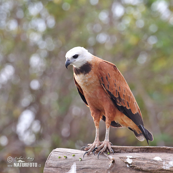 Káně černohrdlá (Busarellus nigricollis)