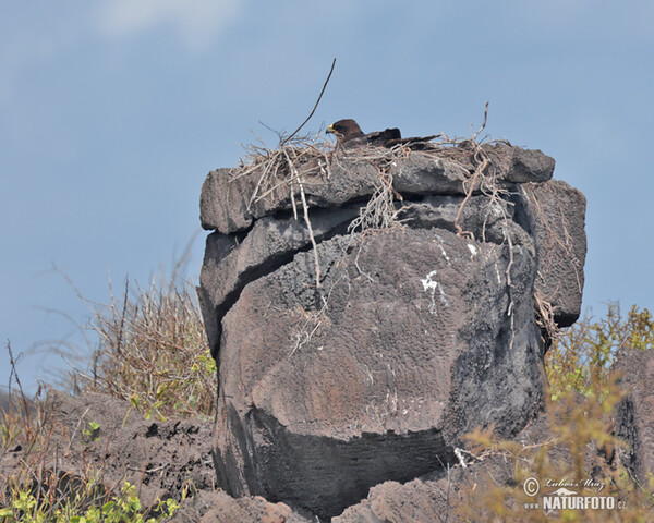 Káně galapážská (Buteo galapagoensis)