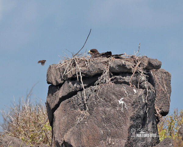 Káně galapážská (Buteo galapagoensis)