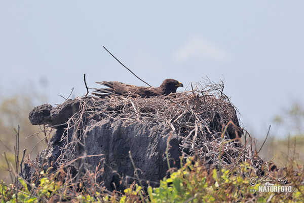 Káně galapážská (Buteo galapagoensis)