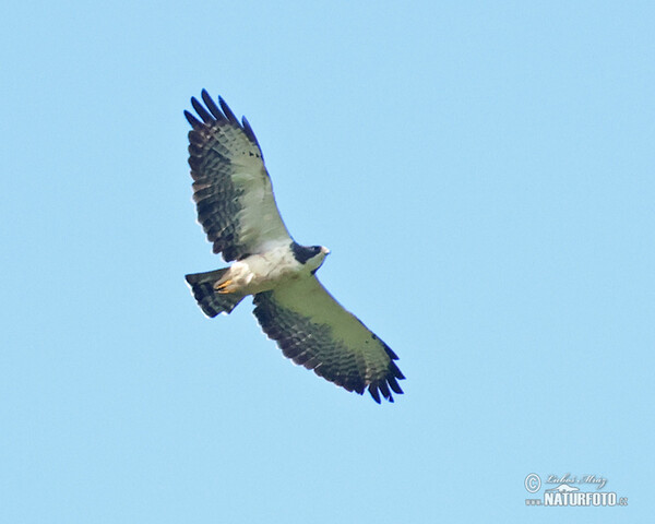 Káně krátkoocasá (Buteo brachyurus)