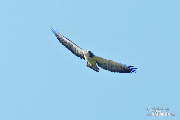 Káně krátkoocasá (Buteo brachyurus)