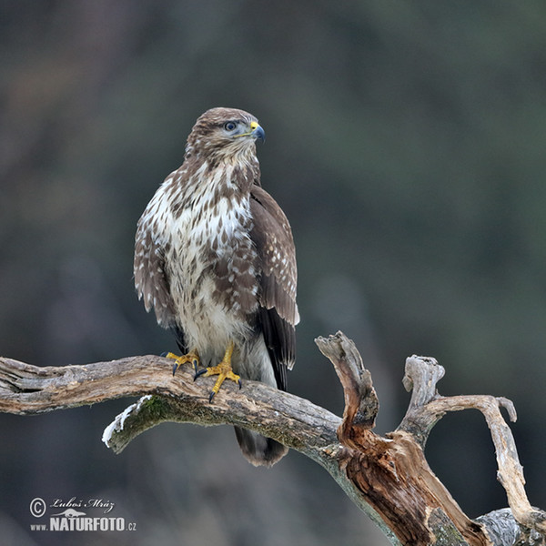 Káně lesní (Buteo buteo)