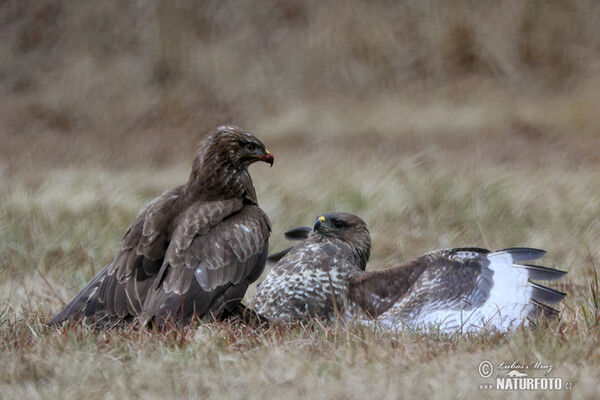 Káně lesní (Buteo buteo)