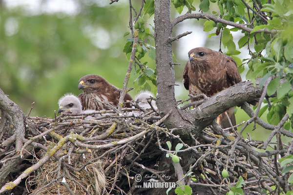 Káně lesní (Buteo buteo)