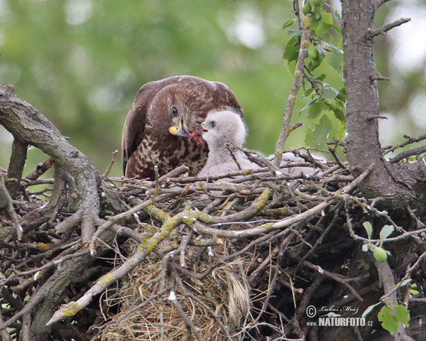 Káně lesní (Buteo buteo)