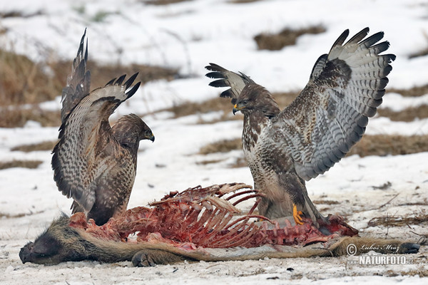 Káně lesní (Buteo buteo)