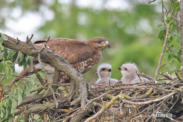 Káně lesní (Buteo buteo)