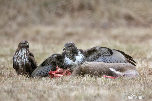 Káně lesní (Buteo buteo)