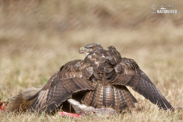 Káně lesní (Buteo buteo)