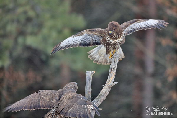 Káně lesní (Buteo buteo)