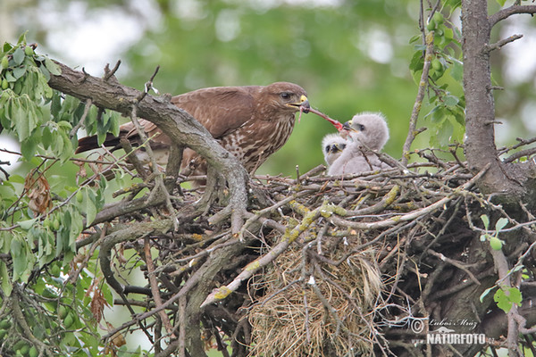 Káně lesní (Buteo buteo)