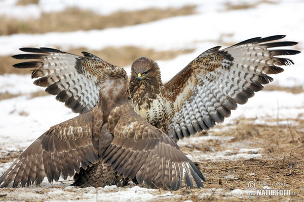 Káně lesní (Buteo buteo)