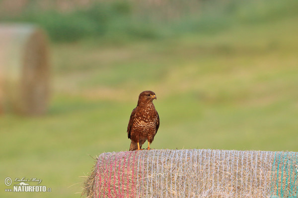 Káně lesní (Buteo buteo)