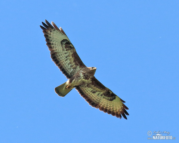 Káně lesní (Buteo buteo)