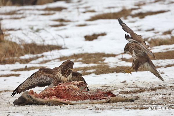 Káně lesní (Buteo buteo)