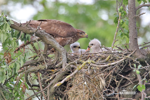 Káně lesní (Buteo buteo)