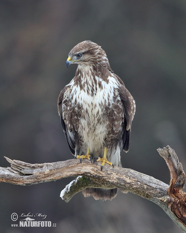 Káně lesní (Buteo buteo)