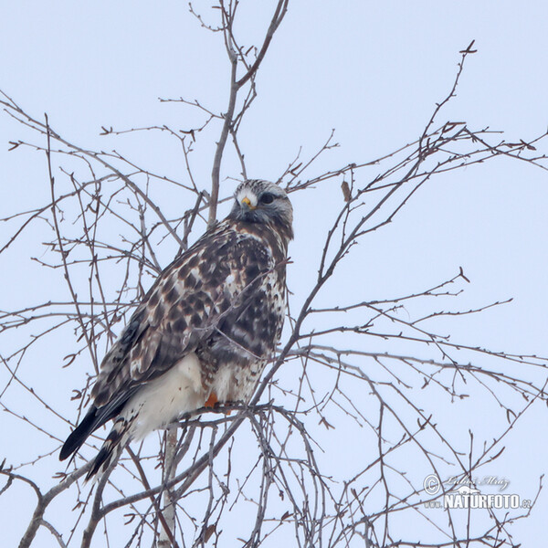 Káně rousná (Buteo lagopus)