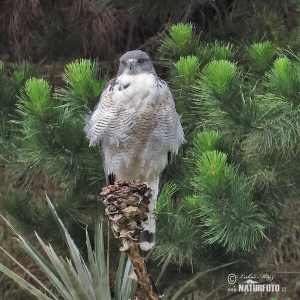 Káně rudohřbetá (Geranoaetus polyosoma)