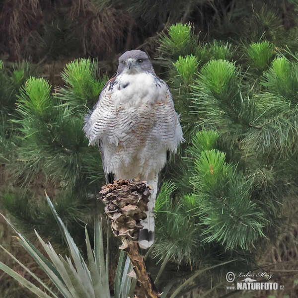 Káně rudohřbetá (Geranoaetus polyosoma)