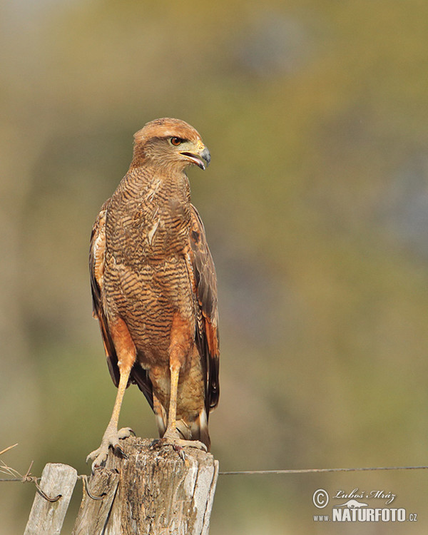 Káně savanová (Buteogallus meridionalis)