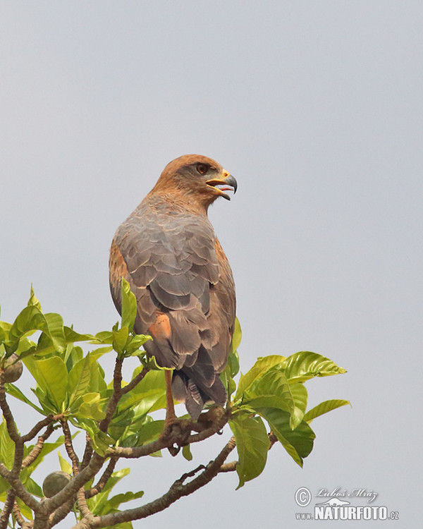 Káně savanová (Buteogallus meridionalis)