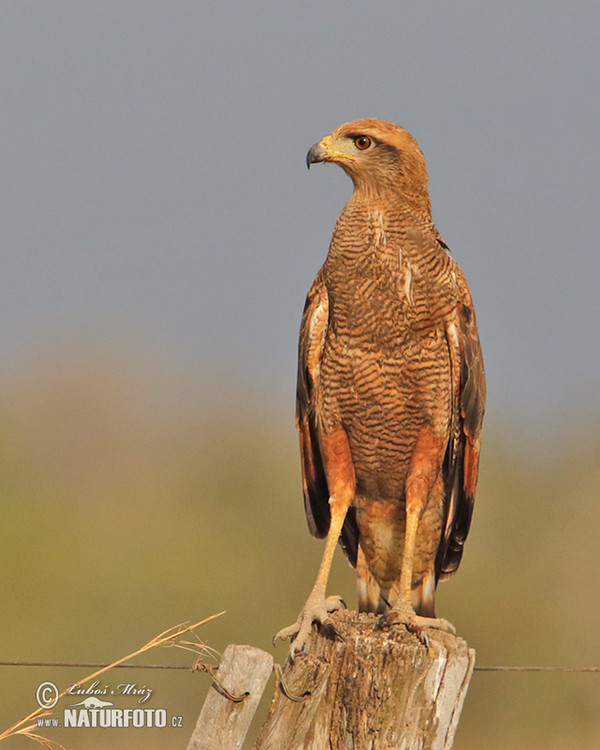 Káně savanová (Buteogallus meridionalis)