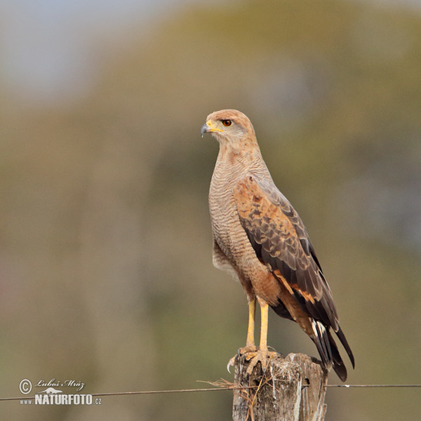 Káně savanová (Buteogallus meridionalis)