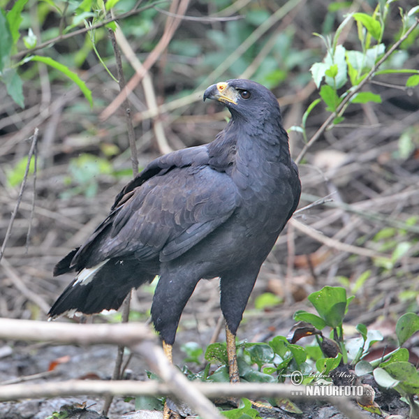 Káně velká (Buteogallus urubitinga)