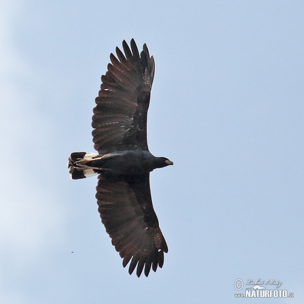 Káně velká (Buteogallus urubitinga)