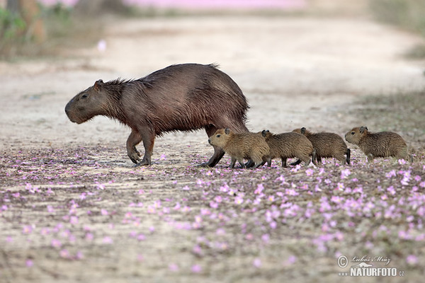 Kapybara (Hydrochoerus hydrochaeris)