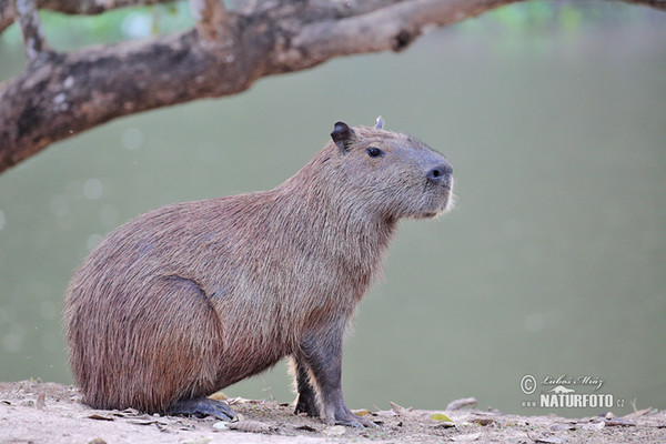 Kapybara (Hydrochoerus hydrochaeris)