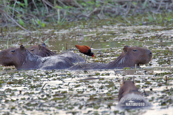 Kapybara (Hydrochoerus hydrochaeris)