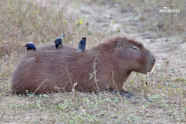 Kapybara (Hydrochoerus hydrochaeris)