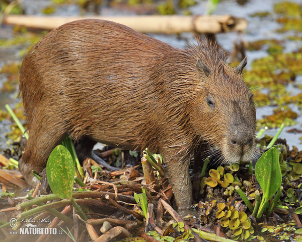 Kapybara (Hydrochoerus hydrochaeris)
