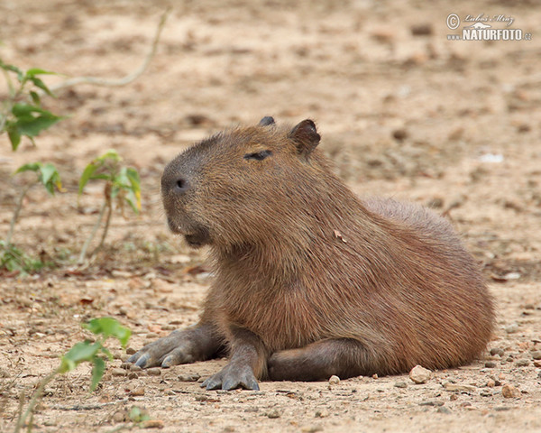 Kapybara močiarna (Hydrochoerus hydrochaeris)