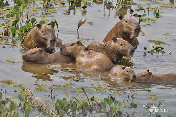 Kapybara močiarna (Hydrochoerus hydrochaeris)